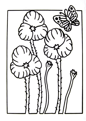 poppies with butterfly