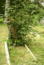 tree growing in grave - thank you for the picture and the work!